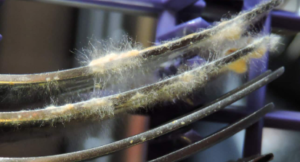 Mold in Dishwasher: Tips to Clean and Remove Mold Mold in dishwasher