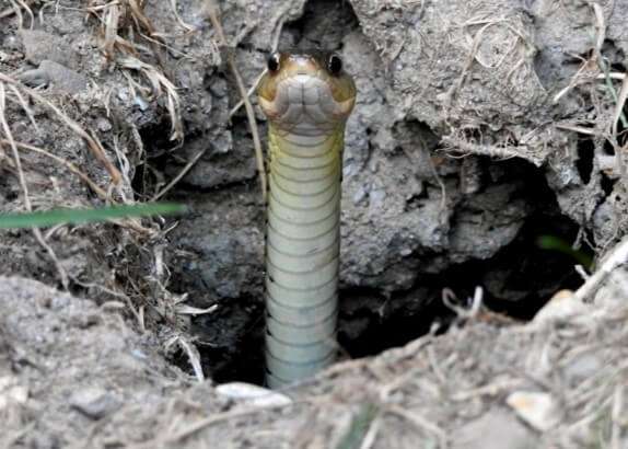 Snake Holes in Yard