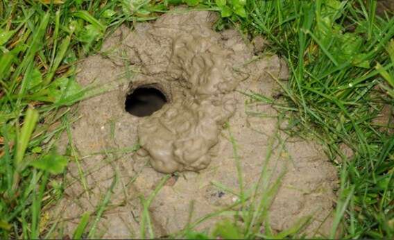 What do Snake Holes Look Like in the Yard